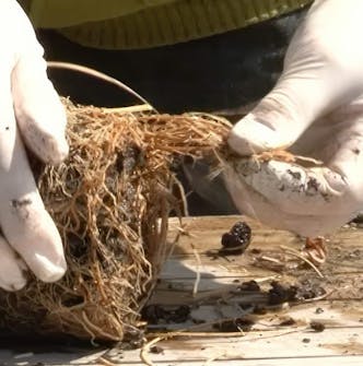 Stauder gør planterne klar Stauder gjør plantene klare